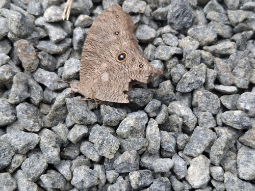Common Evening Brown