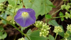 Ipomoea aristolochiifolia