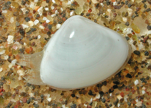 Mactra thaanumi observed 2005-04-15