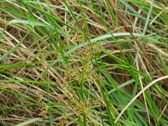 Cyperus denudatus