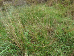 Cyperus denudatus