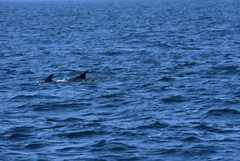 Delphinus delphis