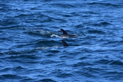 Delphinus delphis