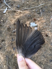 Turdus merula aterrimus