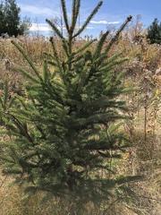 Picea
