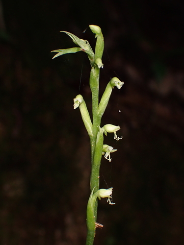 Peristylus lacertifer iNat (1)