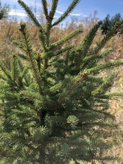 Picea