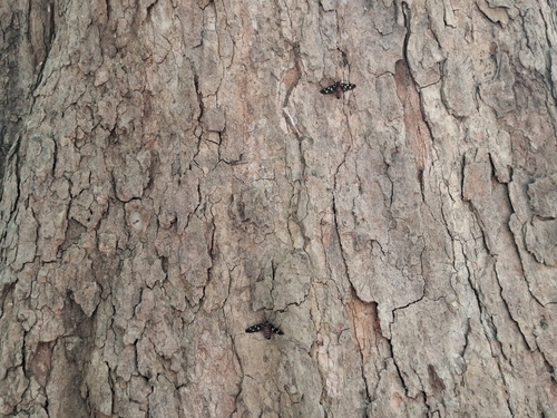 sandalwood defoliator