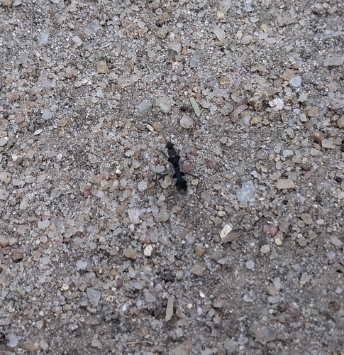 Metochus villosulus