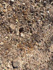 Acromyrmex versicolor