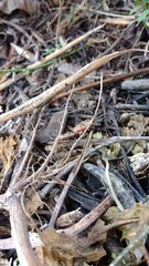 Dysdercus bimaculatus