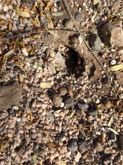 Acromyrmex versicolor