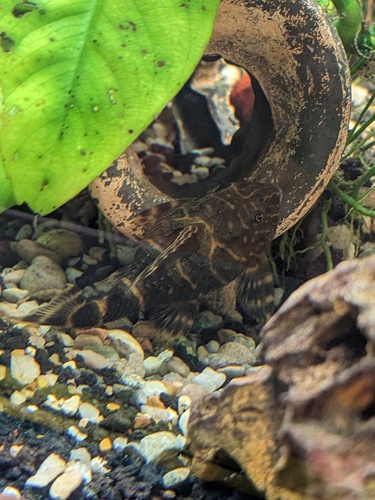 Clown panaque (Panaqolus maccus) — Loricariidae — 3