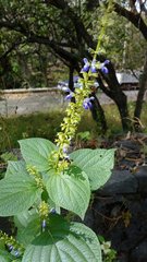 Salvia longispicata
