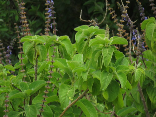 Woolly Plectranthus