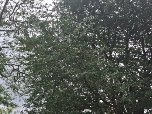 Wood-apple