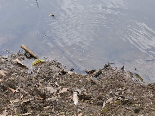 Sri Lankan Water Monitor