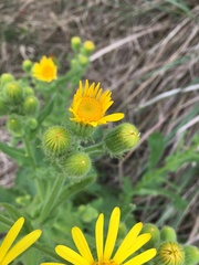 Senecio selloi