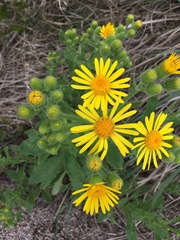 Senecio selloi