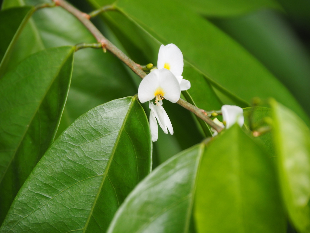 Baphia nitida; photograph (c) Michael Berardozzi, some rights reserved (CC BY)
