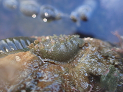 Acanthochitona zelandica