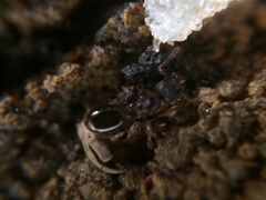 Myrmecina graminicola
