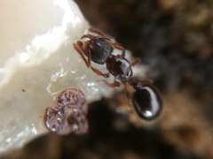 Myrmecina graminicola