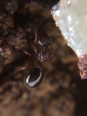 Myrmecina graminicola