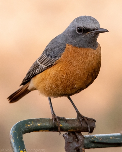 Short-toed Rock Thrush (Monticola brevipes), photo 3