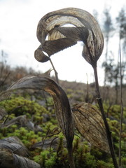 Polygonatum odoratum