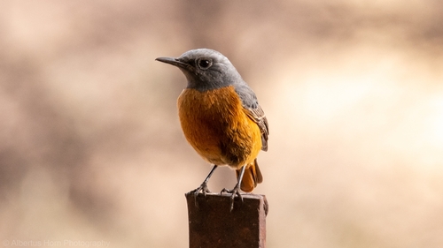 Short-toed Rock Thrush (Monticola brevipes), photo 4