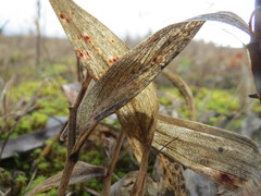 Polygonatum odoratum