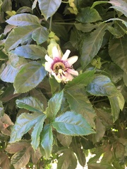 Passiflora caerulea
