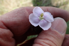 Heliophila rigidiuscula