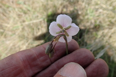 Heliophila rigidiuscula