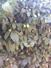 Passiflora caerulea