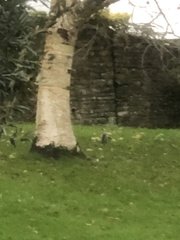 Sciurus carolinensis