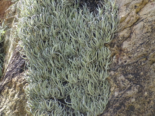 Tillandsia glabrior, photograph 5