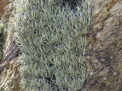 Tillandsia glabrior, photograph (c) Alexis López Hernández, some rights reserved (CC BY)