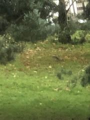 Sciurus carolinensis