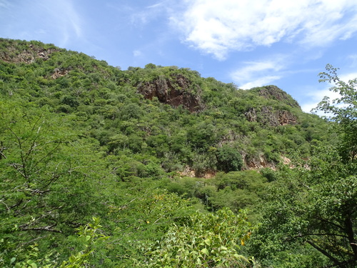 Tillandsia glabrior