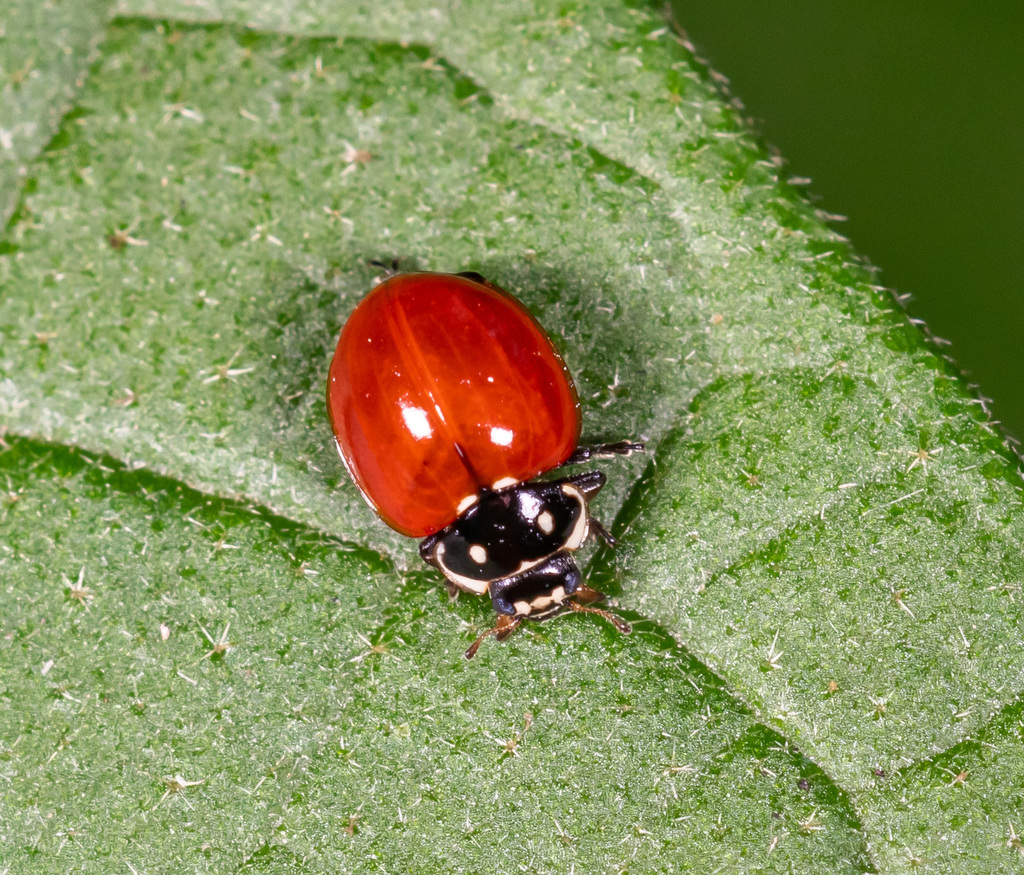 Cycloneda ecuadorica