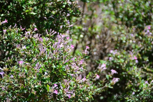 Leptodermis oblonga
