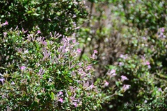 Leptodermis oblonga