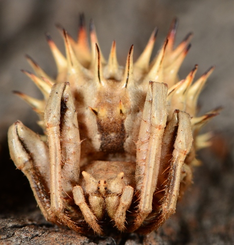 Hedgehog Spider