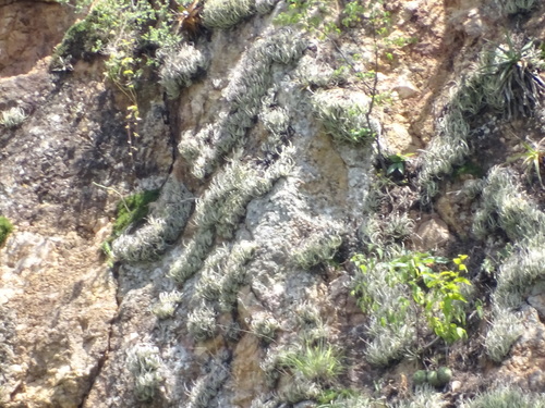 Tillandsia glabrior, photograph 4