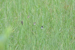 Sporophila luctuosa