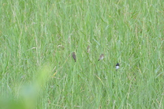 Sporophila luctuosa