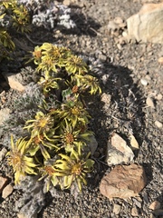 Hamadryas delfinii