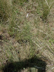 Heliophila rigidiuscula